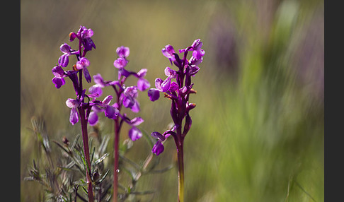 Dreiknollen-Knabenkraut (Orchis champagneuxii)