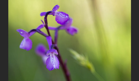 Dreiknollen-Knabenkraut (Orchis champagneuxii)