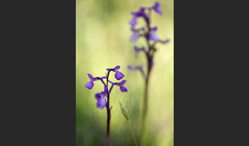 Dreiknollen-Knabenkraut (Orchis champagneuxii)