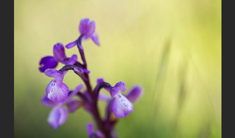 Dreiknollen-Knabenkraut (Orchis champagneuxii)