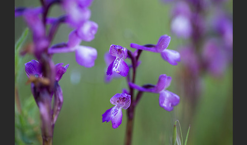 Dreiknollen-Knabenkraut (Orchis champagneuxii)