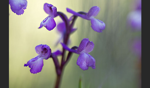 Dreiknollen-Knabenkraut (Orchis champagneuxii)