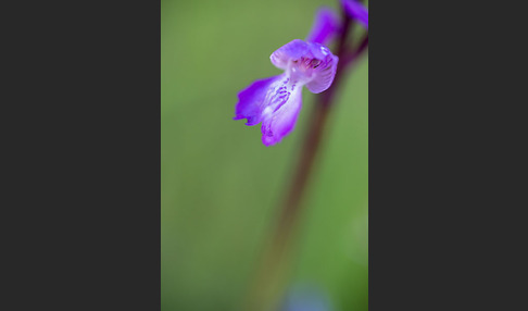 Dreiknollen-Knabenkraut (Orchis champagneuxii)