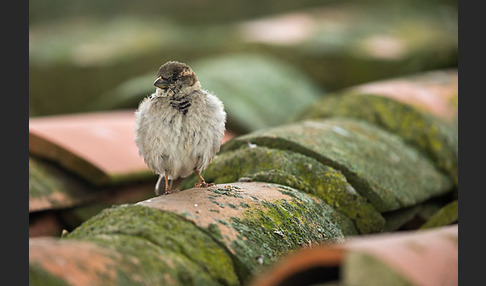 Haussperling (Passer domesticus)