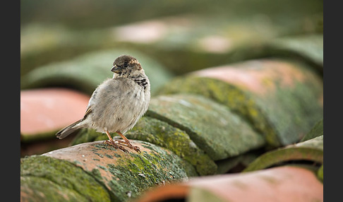 Haussperling (Passer domesticus)