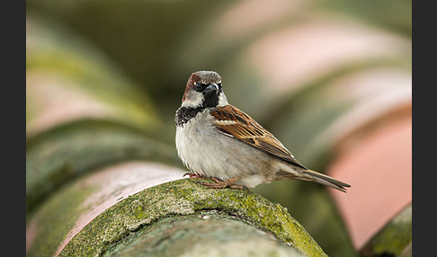 Haussperling (Passer domesticus)