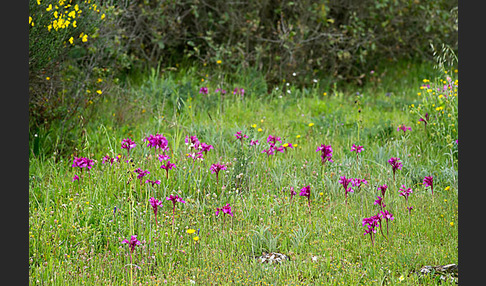 Schmetterlings-Knabenkraut (Orchis papilionacea)