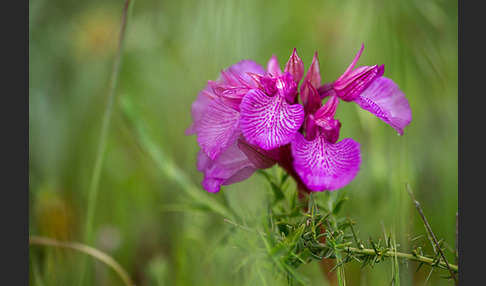 Schmetterlings-Knabenkraut (Orchis papilionacea)