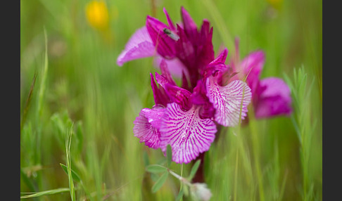 Schmetterlings-Knabenkraut (Orchis papilionacea)