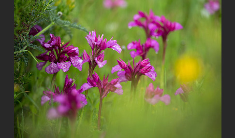 Schmetterlings-Knabenkraut (Orchis papilionacea)