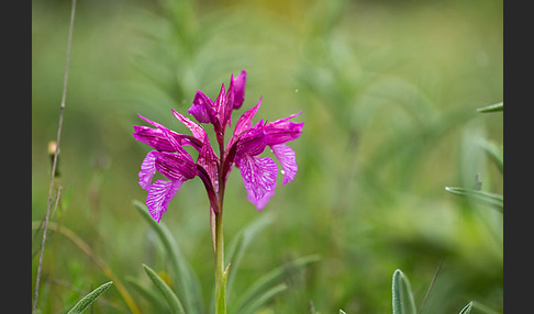 Schmetterlings-Knabenkraut (Orchis papilionacea)