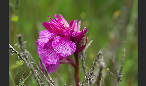 Schmetterlings-Knabenkraut (Orchis papilionacea)