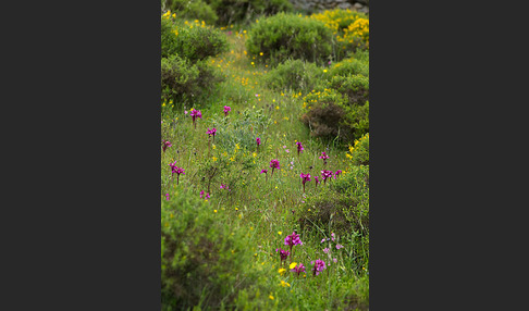 Schmetterlings-Knabenkraut (Orchis papilionacea)