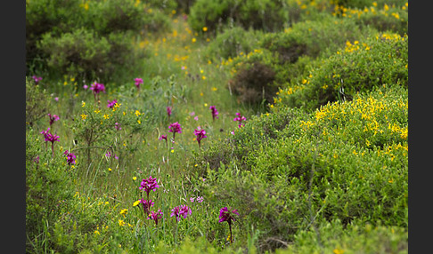 Schmetterlings-Knabenkraut (Orchis papilionacea)