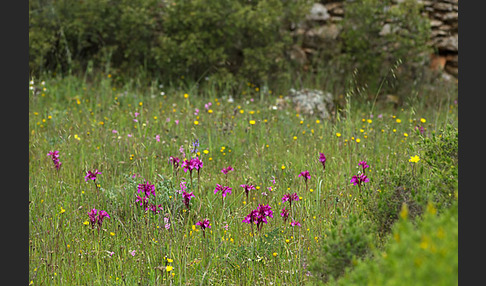 Schmetterlings-Knabenkraut (Orchis papilionacea)