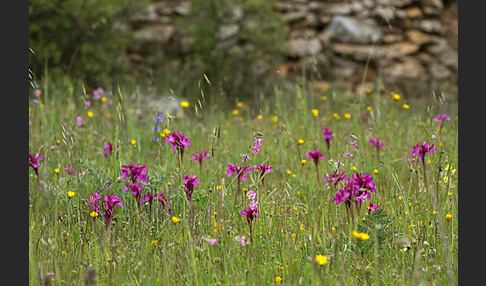 Schmetterlings-Knabenkraut (Orchis papilionacea)