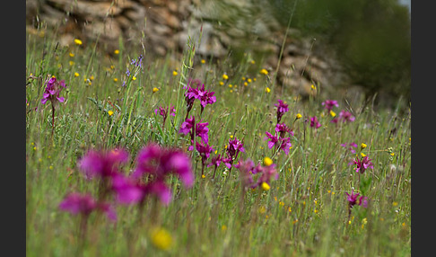 Schmetterlings-Knabenkraut (Orchis papilionacea)