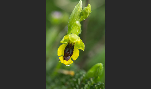 Gelbe Ragwurz (Ophrys lutea)