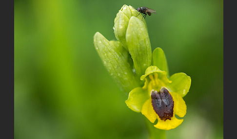 Gelbe Ragwurz (Ophrys lutea)