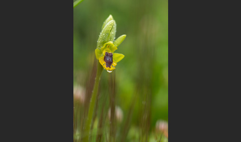 Gelbe Ragwurz (Ophrys lutea)