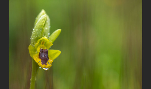 Gelbe Ragwurz (Ophrys lutea)