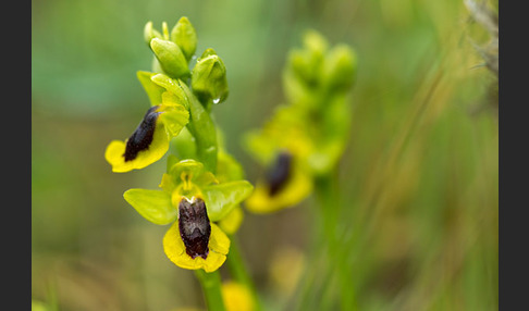 Gelbe Ragwurz (Ophrys lutea)