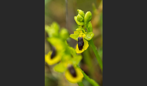 Gelbe Ragwurz (Ophrys lutea)