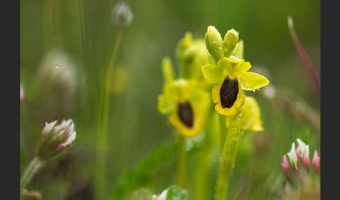 Gelbe Ragwurz (Ophrys lutea)