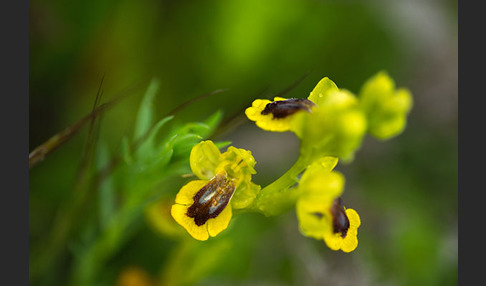 Gelbe Ragwurz (Ophrys lutea)