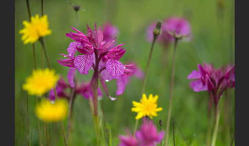 Schmetterlings-Knabenkraut (Orchis papilionacea)