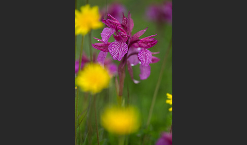 Schmetterlings-Knabenkraut (Orchis papilionacea)