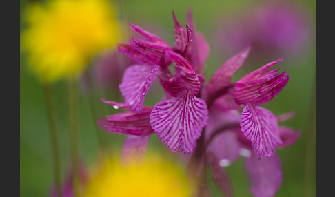 Schmetterlings-Knabenkraut (Orchis papilionacea)