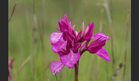 Schmetterlings-Knabenkraut (Orchis papilionacea)