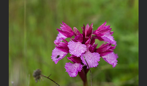 Schmetterlings-Knabenkraut (Orchis papilionacea)