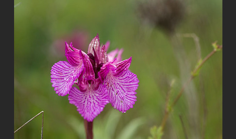 Schmetterlings-Knabenkraut (Orchis papilionacea)