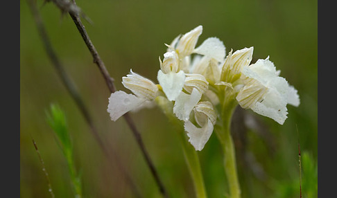 Schmetterlings-Knabenkraut (Orchis papilionacea)