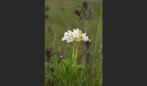 Schmetterlings-Knabenkraut (Orchis papilionacea)