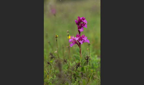 Schmetterlings-Knabenkraut (Orchis papilionacea)