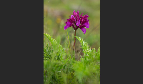 Schmetterlings-Knabenkraut (Orchis papilionacea)