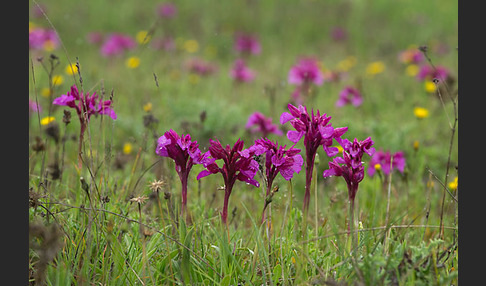 Schmetterlings-Knabenkraut (Orchis papilionacea)