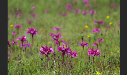 Schmetterlings-Knabenkraut (Orchis papilionacea)