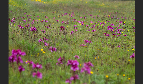 Schmetterlings-Knabenkraut (Orchis papilionacea)