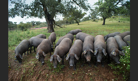 Iberisches Schwein (Cerdo Ibérico)