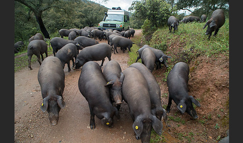 Iberisches Schwein (Cerdo Ibérico)