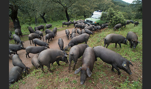 Iberisches Schwein (Cerdo Ibérico)