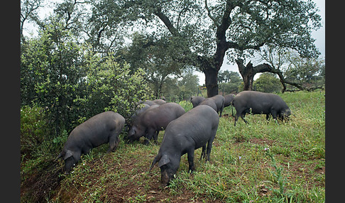 Iberisches Schwein (Cerdo Ibérico)