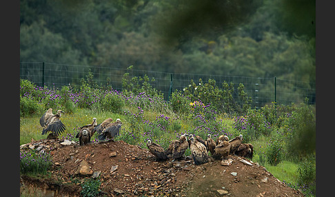 Gänsegeier (Gyps fulvus)