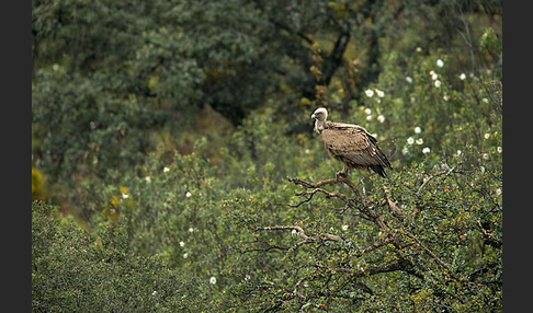 Gänsegeier (Gyps fulvus)