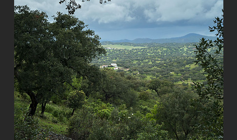 Steineiche (Quercus ilex)