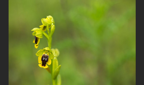 Gelbe Ragwurz (Ophrys lutea)